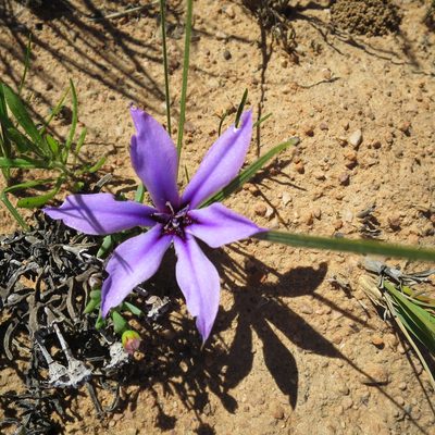 Babiana radiata, photographed by Di Turner