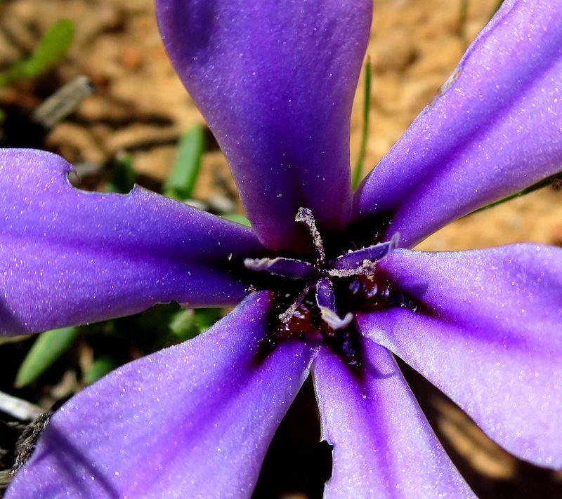 Babiana radiata, photographed by Di Turner