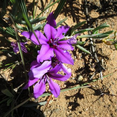 Babiana radiata, photographed by Di Turner