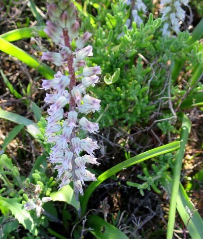 Lachenalia haarlemensis, photographed by Di Turner