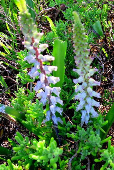 Lachenalia haarlemensis, photographed by Di Turner