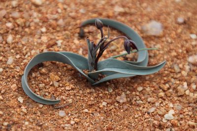 Ornithoglossum vulgare, photographed by Tony Rebelo
