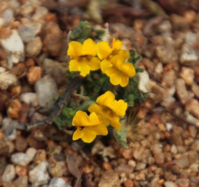 Jamesbrittenia pedunculosa, photographed by Tony Rebelo