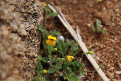 Jamesbrittenia pedunculosa, photographed by Tony Rebelo