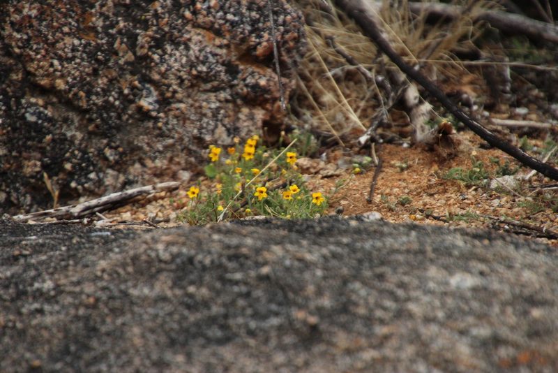 Jamesbrittenia pedunculosa, photographed by Tony Rebelo