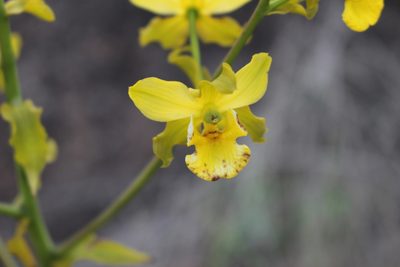 Cyrtopodium andersonii, photographed by Guillaume Delaitre