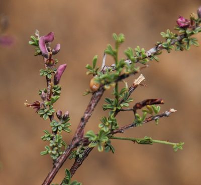 Indigofera spinescens, photographed by Tony Rebelo