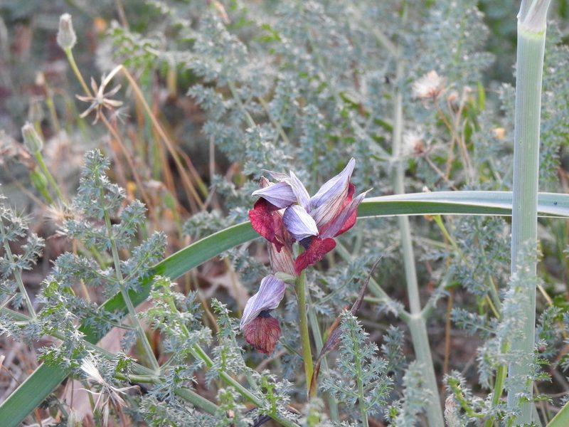 Serapias cordigera, photographed by Duarte Frade
