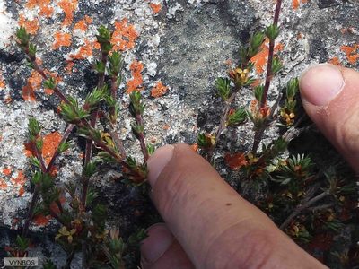 Cliffortia sericea, photographed by Chris Vynbos