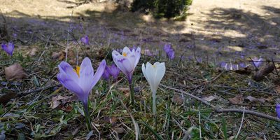 Crocus heuffelianus, photographed by xulescu_g