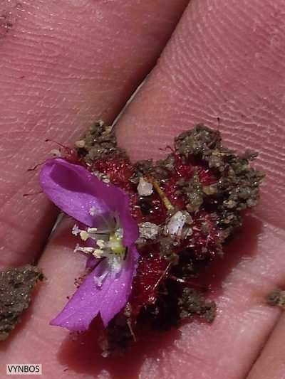 Drosera acaulis, photographed by Chris Vynbos