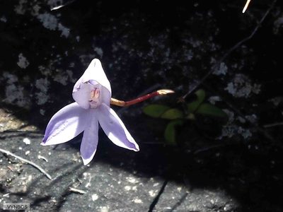 Disa maculata, photographed by Chris Vynbos