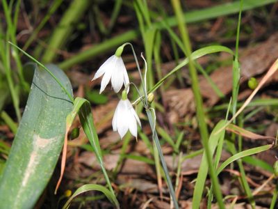 Acis trichophylla, photographed by Duarte Frade