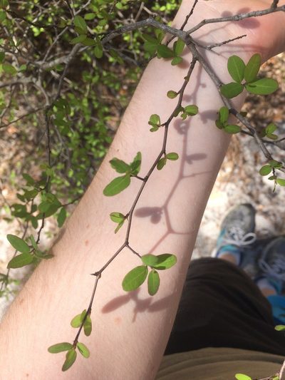 Litsea aestivalis, photographed by Morgan Freese