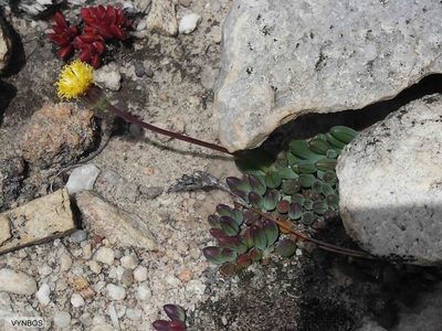 Curio repens, photographed by Chris Vynbos