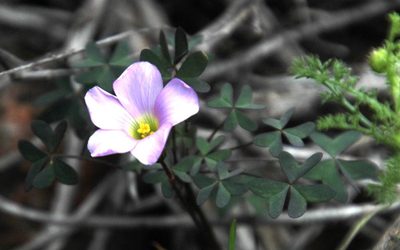Oxalis comosa, photographed by Tony Rebelo