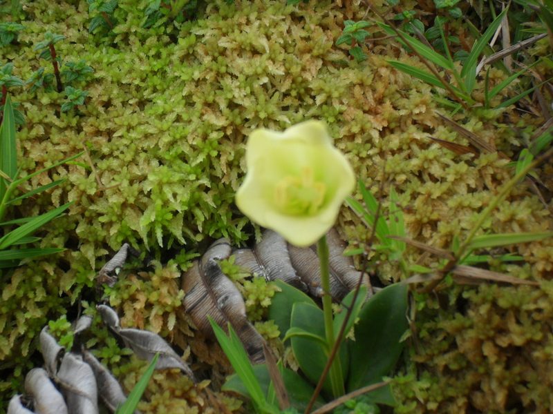 Symbolanthus frigidus, photographed by Guillaume Delaitre