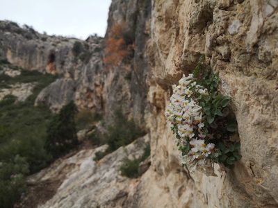 Sarcocapnos enneaphylla, photographed by Mattia Menchetti