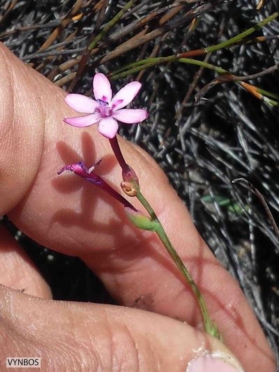 Codonorhiza falcata, photographed by Chris Vynbos