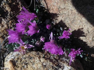Esterhuysenia alpina, photographed by Chris Vynbos