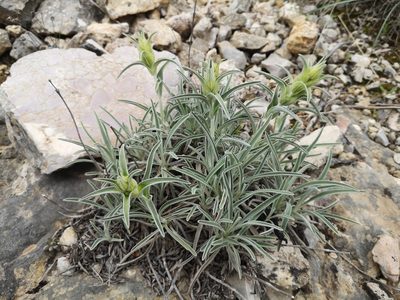 Phlomis lychnitis, photographed by Mattia Menchetti