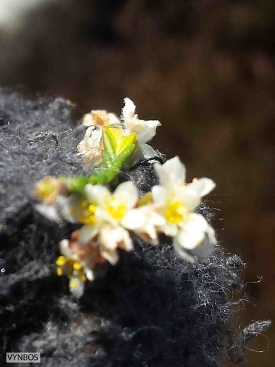 Lachnaea laniflora, photographed by Chris Vynbos
