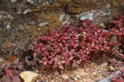 Crassula strigosa, photographed by Tony Rebelo