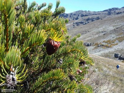 Protea witzenbergiana, photographed by Chris Vynbos