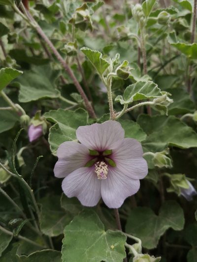 Malva subovata, photographed by Mattia Menchetti