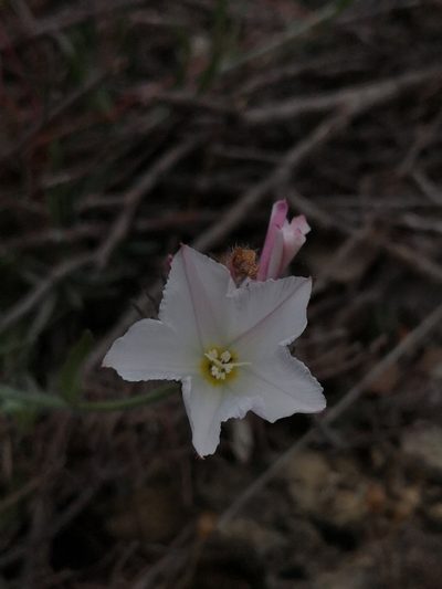 Convolvulus lanuginosus, photographed by Mattia Menchetti