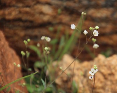 Heliophila amplexicaulis, photographed by Tony Rebelo