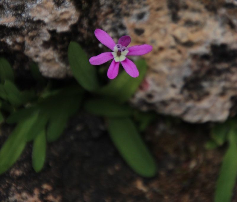 Xenoscapa uliginosa, photographed by Tony Rebelo