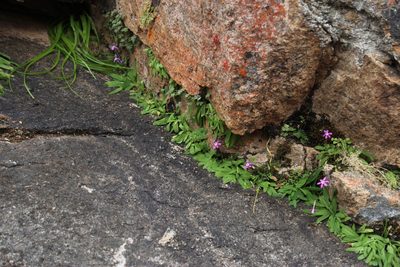 Xenoscapa uliginosa, photographed by Tony Rebelo