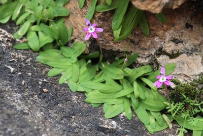 Xenoscapa uliginosa, photographed by Tony Rebelo