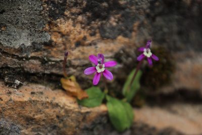 Xenoscapa uliginosa, photographed by Tony Rebelo