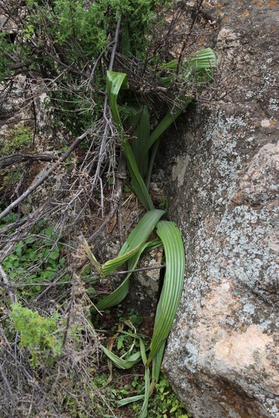 Empodium namaquensis, photographed by Tony Rebelo
