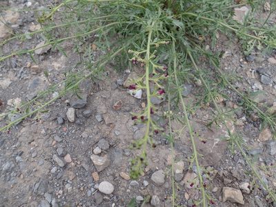 Scrophularia canina, photographed by Abdenour Kheloufi