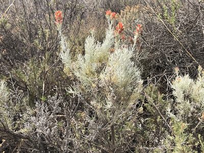 Castilleja hololeuca, photographed by Katja Seltmann