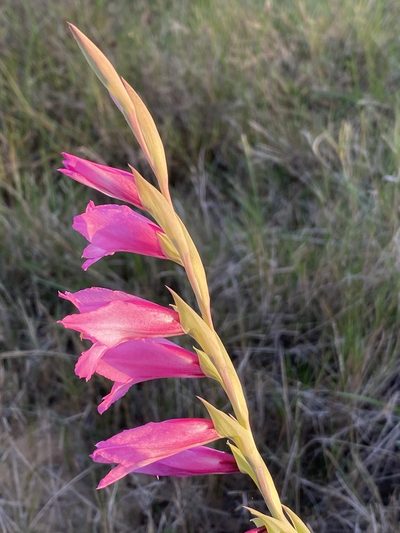 Gladiolus mortonius, photographed by Dave U