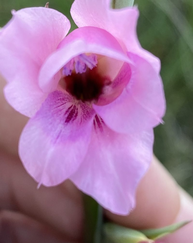 Gladiolus mortonius, photographed by Dave U