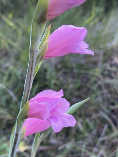 Gladiolus mortonius, photographed by Dave U