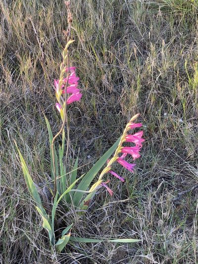 Gladiolus mortonius, photographed by Dave U