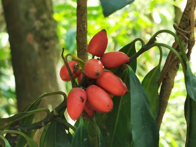 Aucuba chinensis, photographed by 慶得江