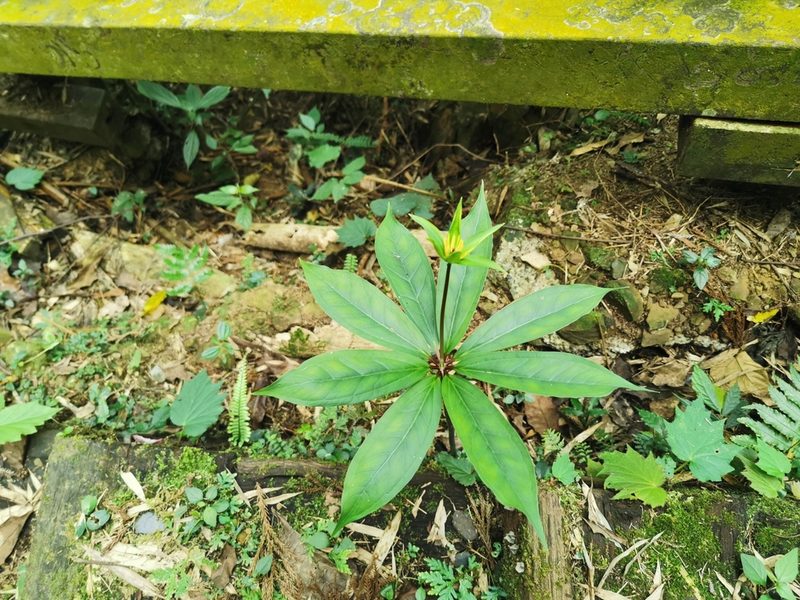 Paris polyphylla, photographed by 慶得江