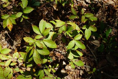 Gaylussacia frondosa, photographed by NC Wetlands