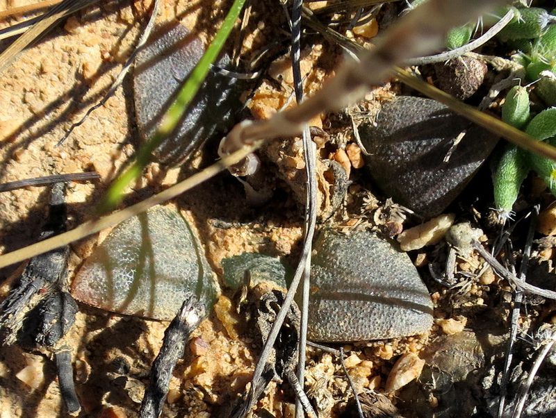 Haworthia bayeri, photographed by Di Turner
