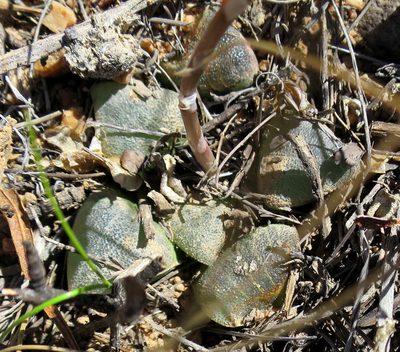 Haworthia bayeri, photographed by Di Turner