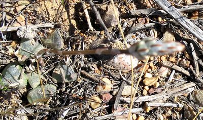 Haworthia bayeri, photographed by Di Turner