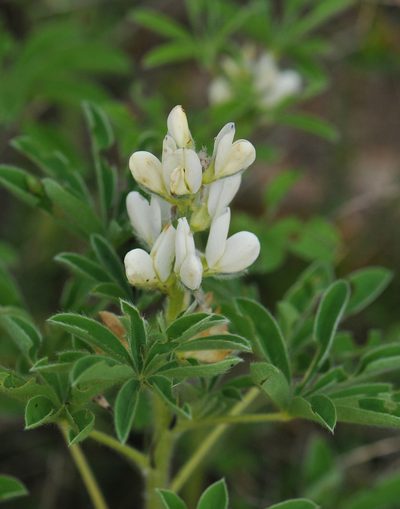Lupinus albus, photographed by Todd Boland