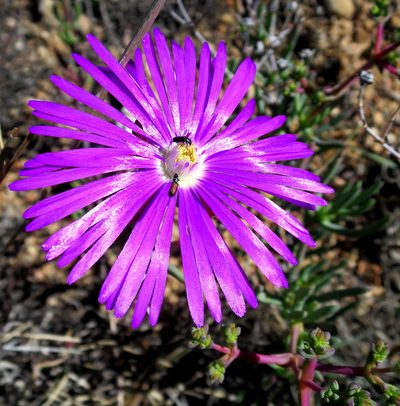 Lampranthus coralliflorus, photographed by Di Turner